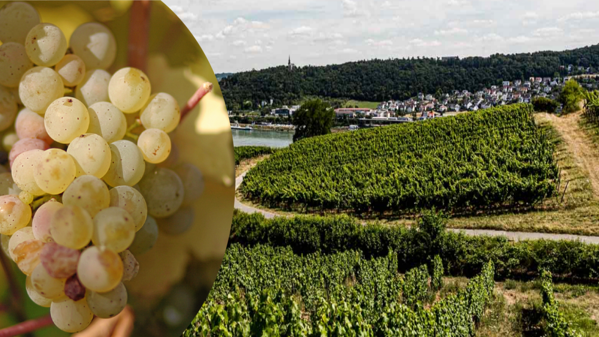 https://www.weingut-kuenstler.de/weinlagen/ruedesheim/berg-rottland.html